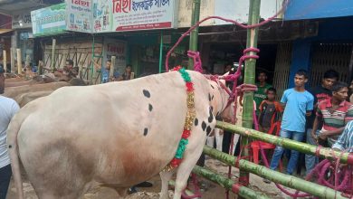 Photo of ফটিকছড়িতে ৪৮০ কেজি ওজনের সাদা বাবুর দাম হাঁকা হয়েছে ৭ লাখ টাকা