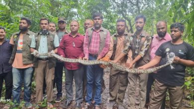 Photo of লোকালয় থেকে উদ্ধারকৃত বার্মিজ পাইথনটির ঠিকানা হলো কাপ্তাই জাতীয় উদ্যান