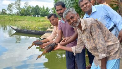 Photo of রাউজানে বিদেশি পাখি ও ৮ বাচ্চার ঠিকানা হলো লস্কর দিঘিতে