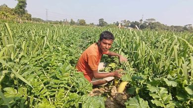 Photo of ফটিকছড়িতে হালদার চর সবজির ভাণ্ডারে পরিণত